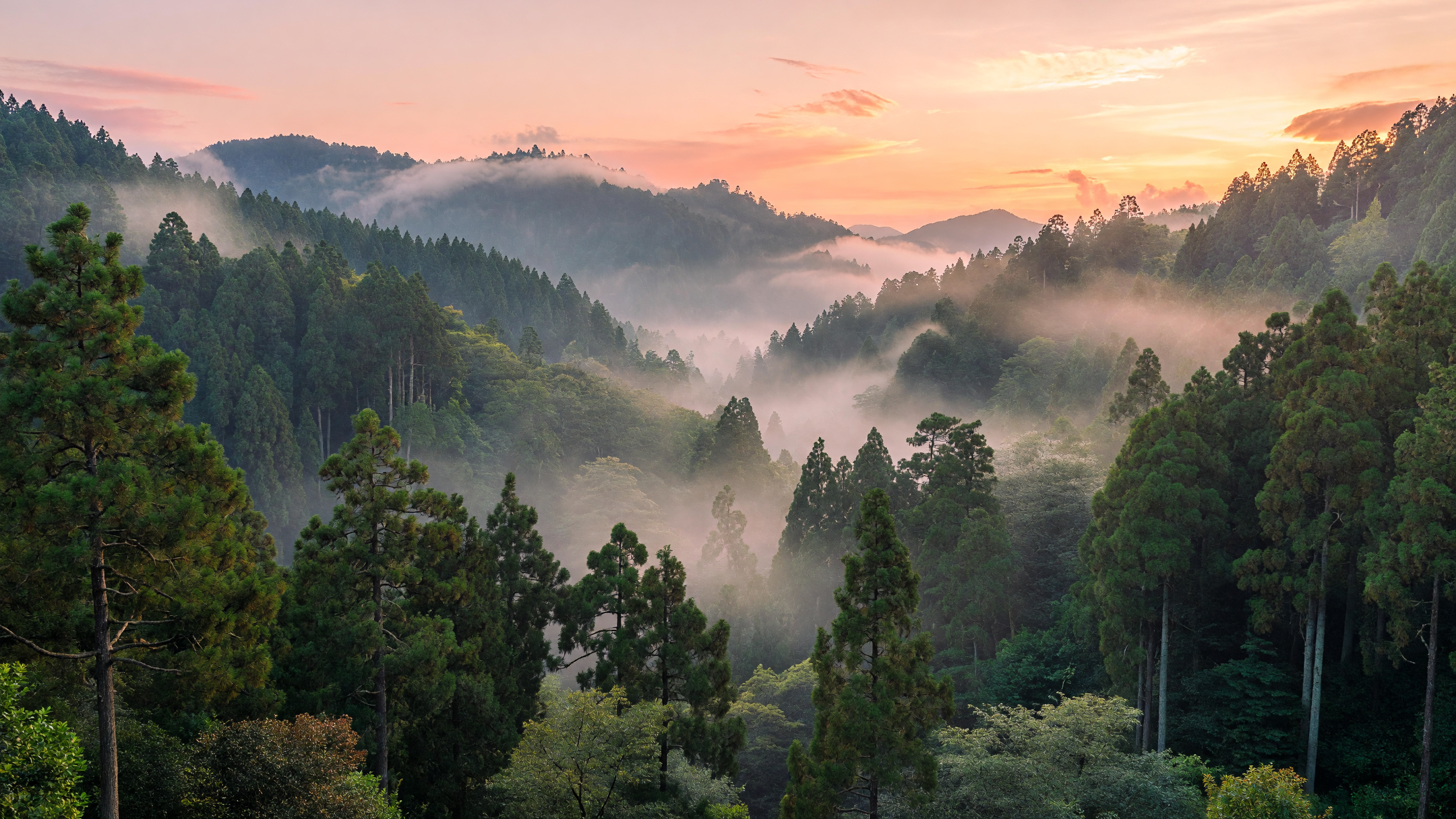 山霧の杉林の夜明け